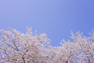 満開の花と青空