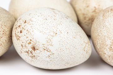 Fototapeta na wymiar Spotted eggshell of a partridge egg