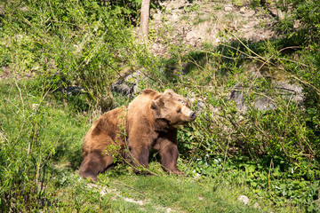 Bear Park in Bern, Switzerland