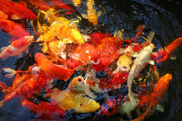 Obraz na płótnie Canvas Koi carps crowding together competing for food.