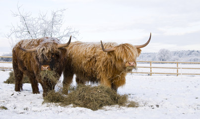 highland cows eating 