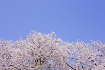 満開の花と青空