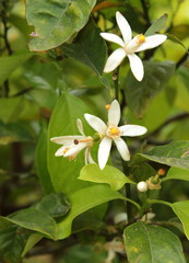 Fiore di zagara