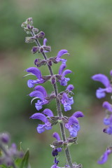 Sauge commune ou Sauge des prés , Salvia pratensis