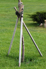 Young tree with props in a park
