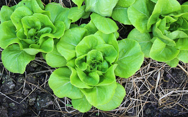 Top view lettuce.