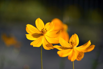 黄色い花