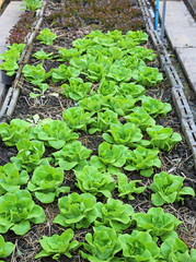 lettuce plants.