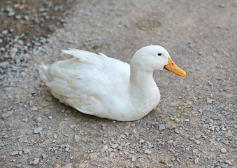 A white duck on the ground.