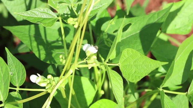 Focus on kidney bean flower on bean farm - Brazil