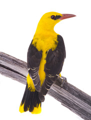 Eurasian Golden Oriole (Oriolus oriolus)