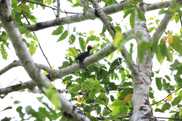 White-bellied woodpecker (Dryocopus javensis parvus) in Simeulue Island, western Sumatra, Indonesia