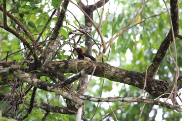 White-bellied woodpecker (Dryocopus javensis parvus) in Simeulue Island, western Sumatra, Indonesia
