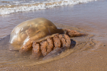 Méduse échouée sur une plage