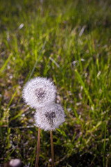 Dandelion with a green grass background