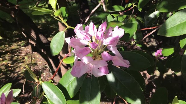 Rosa Azalee Busch Bl&uuml;te Rhododendren