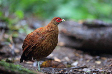Salvadori's pheasant (Lophura inornata) female in Mt.Kerinci,Sumatra,Indonesia