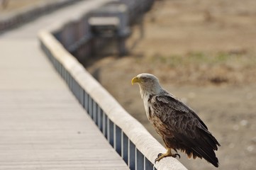 Eagle with Wooden path in Hokkaido　木道桟橋に佇むオジロワシ
