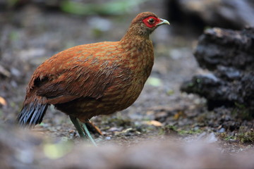 Salvadori's pheasant (Lophura inornata) female in Mt.Kerinci,Sumatra,Indonesia