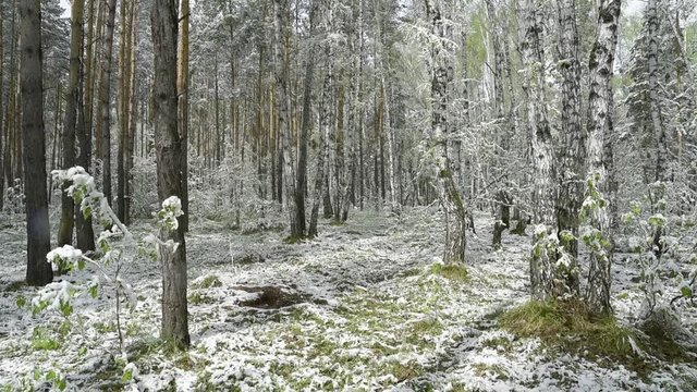 Green leaves of the trees and grass covered with snow after weather changes