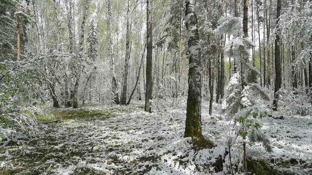 Green leaves of the trees and grass covered with snow after weather changes