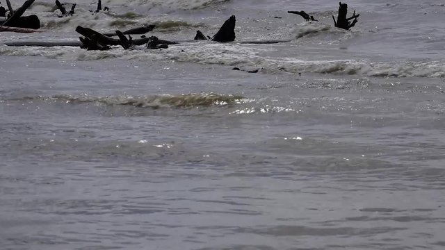 The river bank, waves of dirty melt water splash about snags