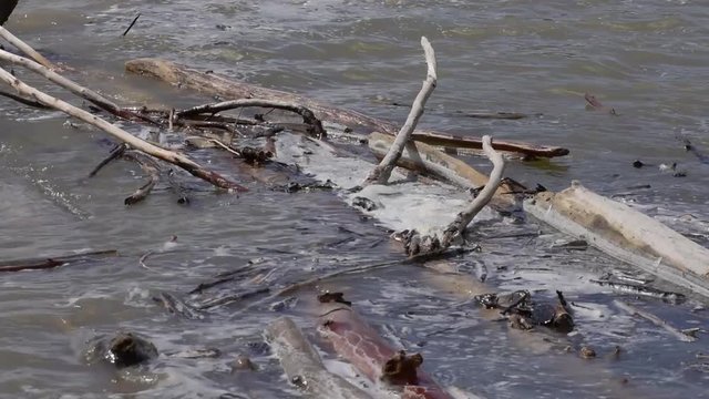 The river bank, waves of dirty melt water splash about snags