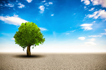 Baum in Wüste mit blauen Himmel im Hintergrund