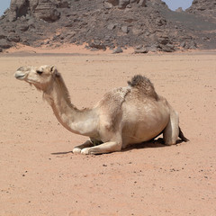 Libya