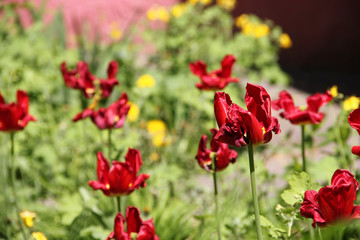 Obraz na płótnie Canvas Fades red tulips