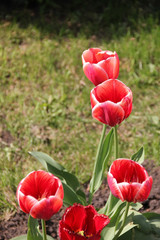 Naklejka premium Red tulips