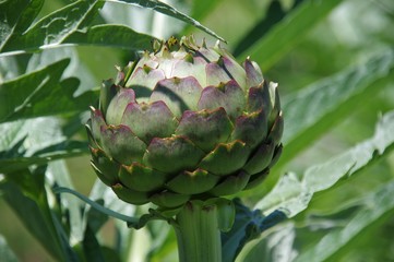 アーティチョーク