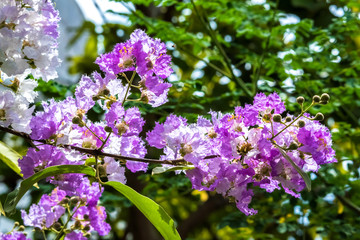 Obraz premium The lagerstroemia indica were blooming in nature