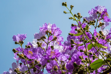 The lagerstroemia indica were blooming in nature