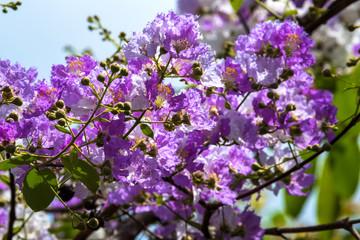 The lagerstroemia indica were blooming in nature