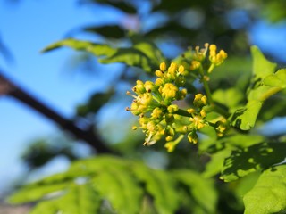 山椒の花