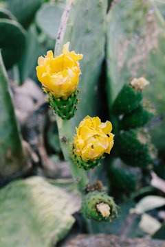 Blooming cactus in Crete