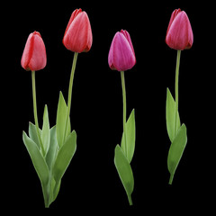 Set red  pink  purple tulips. Flowers on the black isolated background with clipping path.  Closeup.  no shadows.  Buds of a tulips on a green stalk.  Nature. .