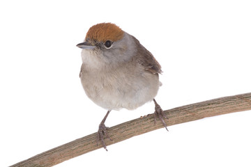 female Eurasian Blackcap (Sylvia atricapilla)