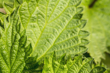 Fototapeta premium Green leaves of nettle