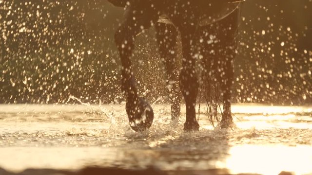 SLOW MOTION CLOSE UP DOF Detail of silhouetted horse legs and hooves wading through the river splashing waterdrops around in golden light sunset. Big dark brown stallion walking in riverbed at sunrise