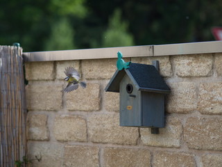 Abflug vom Nistkaten - Tit at nesting box
