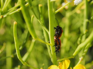 ナガメ　カメムシ　交尾