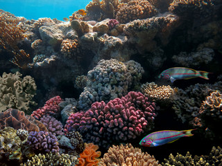 Fototapeta na wymiar Underwater coral reef background