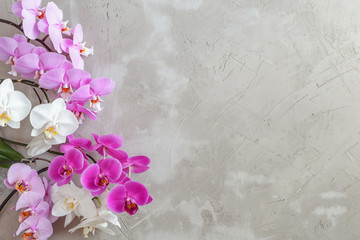 Textured background with variety of phalaenopsis flowers