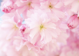 Fototapeta na wymiar Kirschblüten auf Baumzweigen