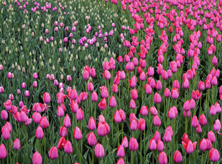 Flowers pink tulip. Bud  of a spring flowers.  Field of beautiful tulips.  Side view.   For design.  Nature.