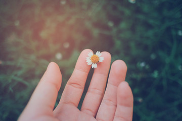 Hand holding beautiful blooming flower on the green plant in the garden with retro filter tone, spring or summer concept