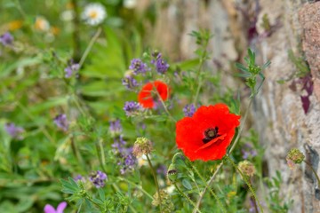 Obraz premium Coquelicots