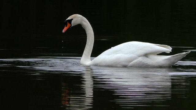Mute swan swimming and fishing in dark water